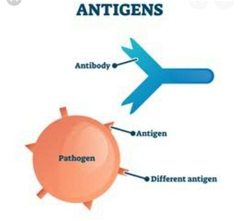 antigens 中文
